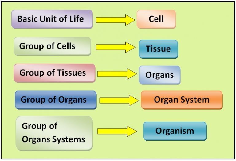 Organs in Multi-cellular Organisms – Grade 7 Science Worksheets
