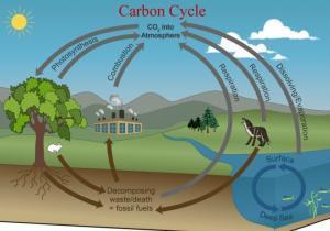 Water Cycle – Grade 7 Science Worksheet