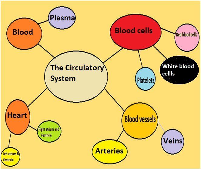  Immune , Circulatory and Digestive Systems – Grade 7 Science Worksheets